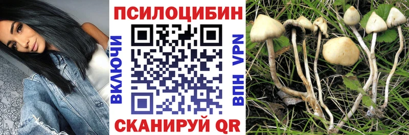 Псилоцибиновые грибы Psilocybe Жуковский